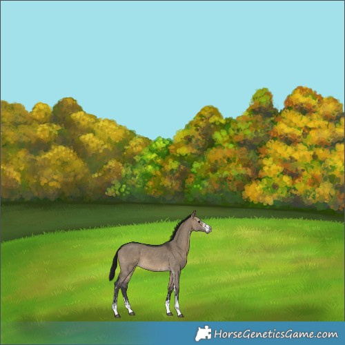 Horse Color:Gray Brown Dun Sabino 