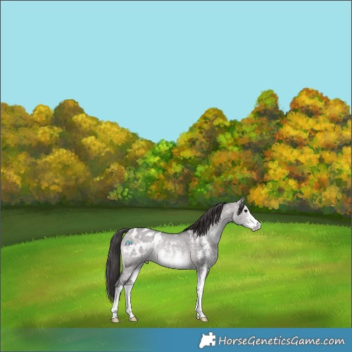 Horse Color:Platinum Brown Dun Sabino Appaloosa Rabicano 