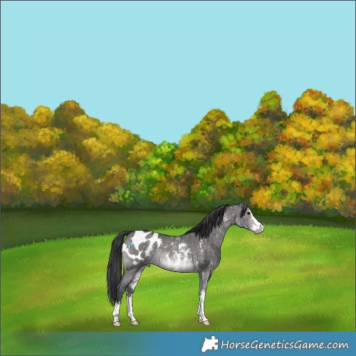Horse Color:Platinum Brown Dun Sabino Appaloosa 