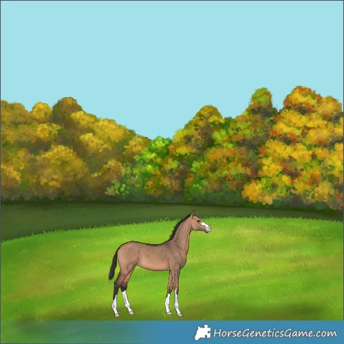 Horse Color:Bay Dun 