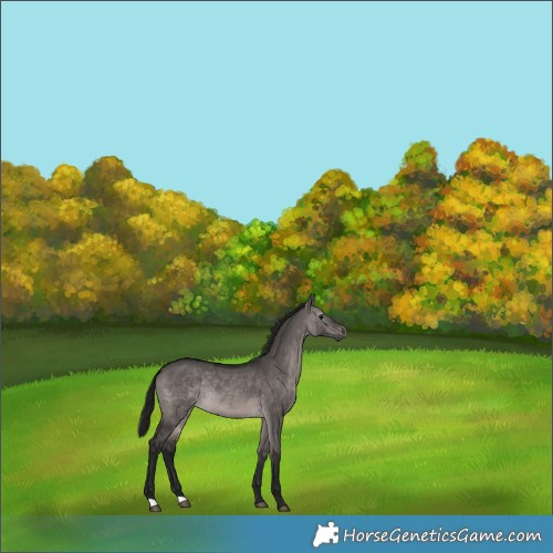 Horse Color:Gray Platinum Bay Dun Rabicano 