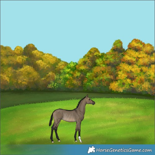 Horse Color:Gray Brown Dun Rabicano 