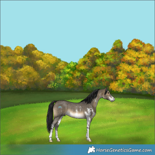 Horse Color:Gray Buckskin Dun Sabino Rabicano 