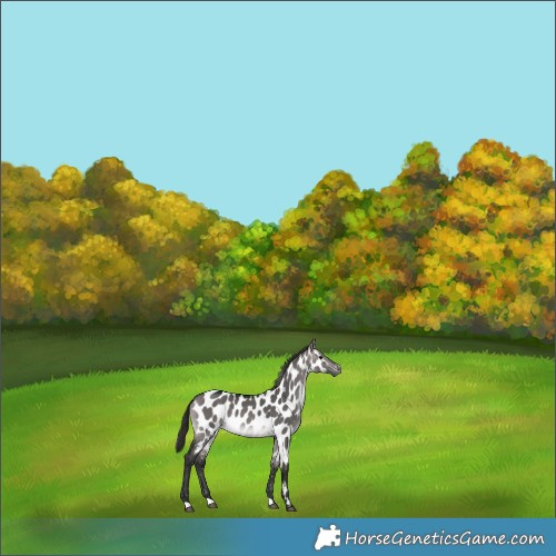Horse Color:Gray Platinum Buckskin Dun Appaloosa 