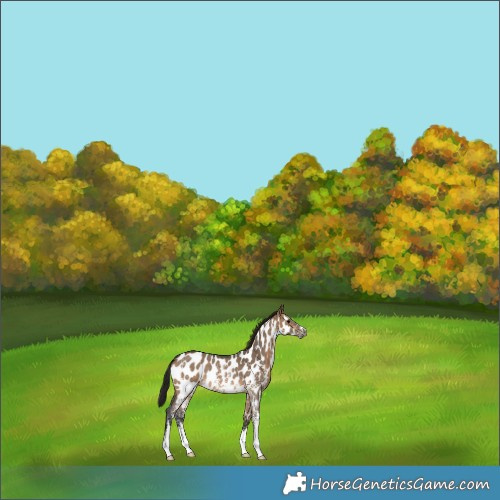 Horse Color:Gray Bay Dun Sabino Appaloosa Rabicano 
