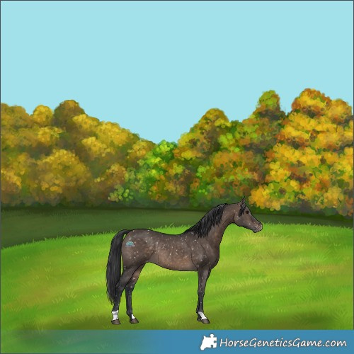 Horse Color:Brown Dun Appaloosa Rabicano 