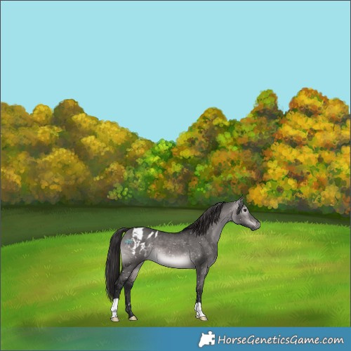 Horse Color:Gray Platinum Buckskin Dun Appaloosa 