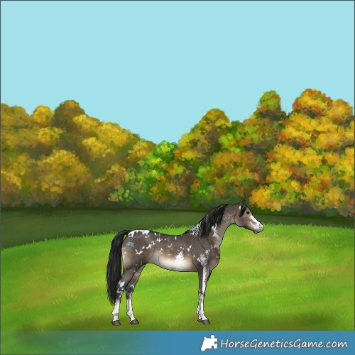 Horse Color:Gray White Spotted Brown Dun Sabino Rabicano 