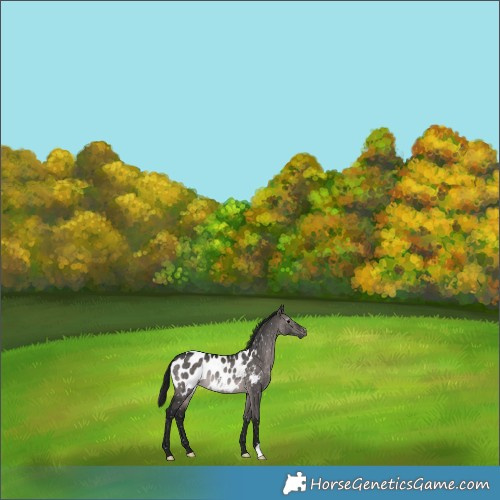 Horse Color:Gray Platinum Brown Dun Appaloosa Rabicano 
