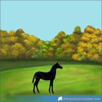 Horse Color:Gray Void Brown Dun Sabino Snowcap Rabicano 