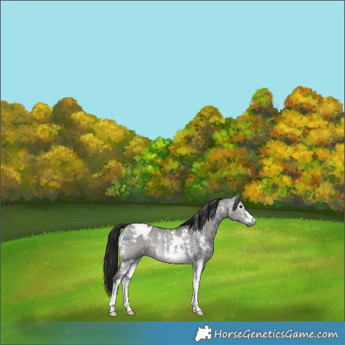 Horse Color:Gray Platinum Brown Dun Sabino Appaloosa 