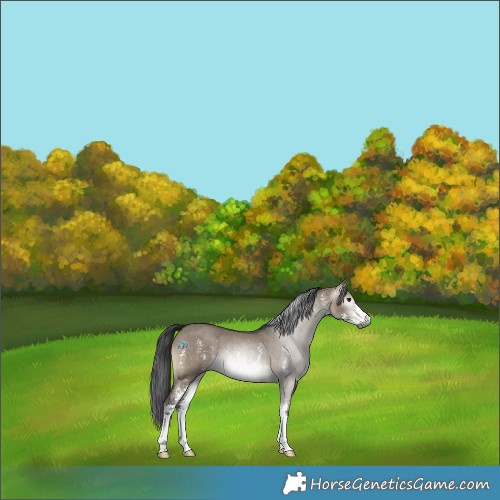 Horse Color:Gray Brown Dun Sabino 