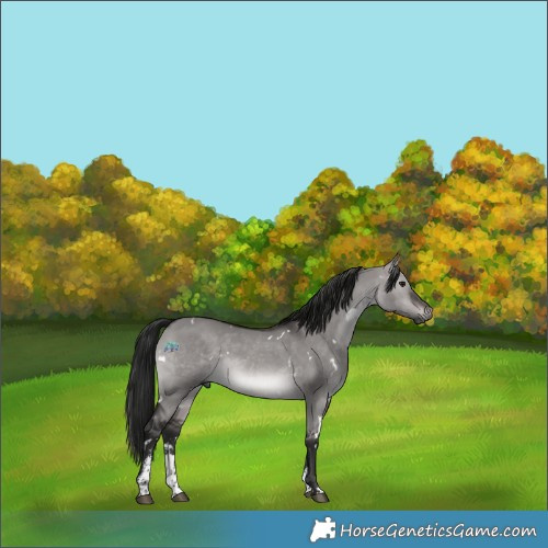 Horse Color:Gray Platinum White Spotted Bay Dun Sabino 