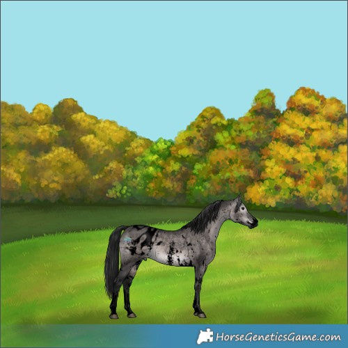 Horse Color:Gray Void Platinum White Spotted Brown Dun Sabino Appaloosa Rabicano 