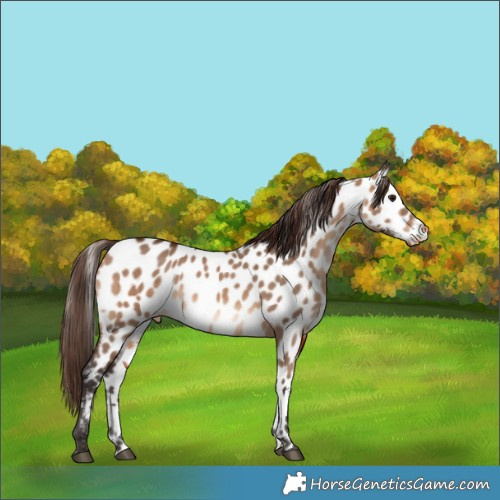 Horse Color:Bay Dun Appaloosa 