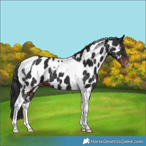 Horse Color:Liver Chestnut Tobiano Appaloosa 