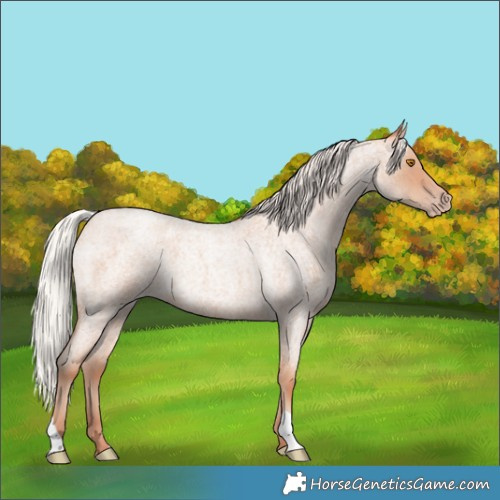Horse Color:Silver Classic Champagne Roan 