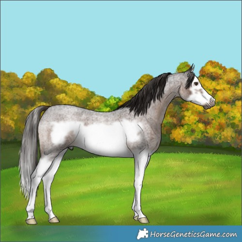 Horse Color:Gray Liver Red Roan Splash Frame 