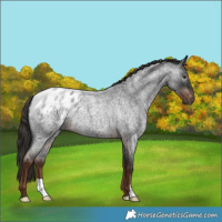 Horse Color:Gray Liver Red Roan Appaloosa 