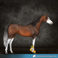 Horse Color:Bay Splash Frame 