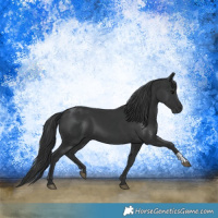 Horse Color:Black  and Black 