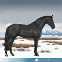 Horse Color:Black 