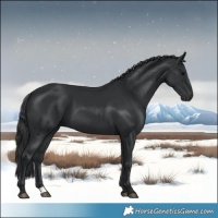 Horse Color:Black 