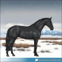 Horse Color:Black 