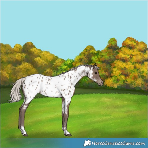 Horse Color:Silver Black Tobiano Appaloosa 