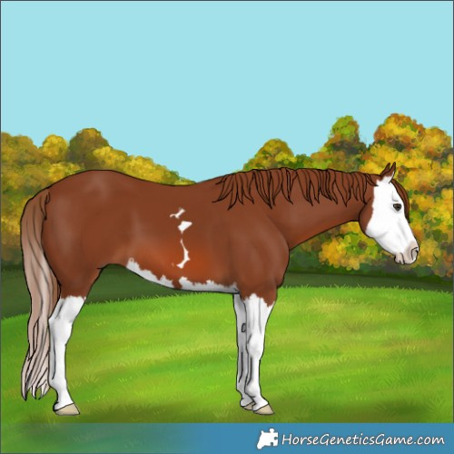 Horse Color:Chestnut Splash