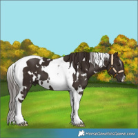 Horse Color:White Spotted Liver Chestnut Tobiano 