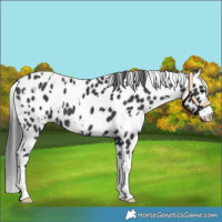 Horse Color:White Spotted Black Appaloosa 