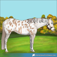 Horse Color:Sable Champagne Near Leopard 