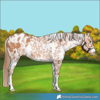 Horse Color:White Spotted Brown Pearl Blanket