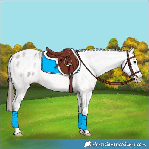 Horse Color:Grullo Roan Appaloosa 