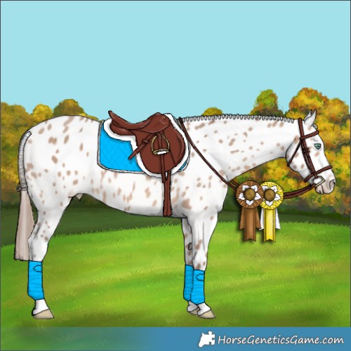 Horse Color:Sable Champagne Appaloosa 