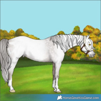 Horse Color:Gray Sable Champagne Blanket 
