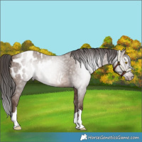Horse Color:Gray Sable Champagne Appaloosa 