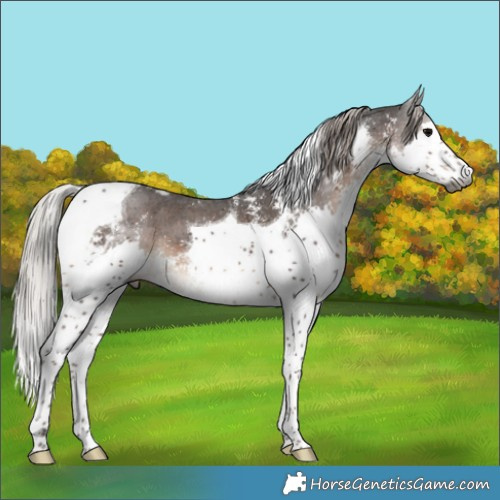 Horse Color:Gray Silver Black Sabino Splash Tobiano Appaloosa 