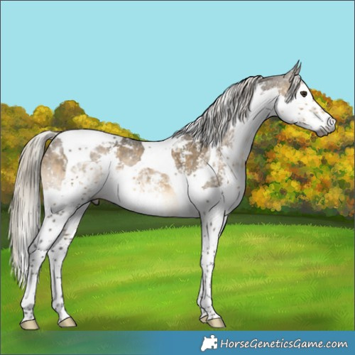Horse Color:Gray Silver Buckskin Dun Sabino Splash Tobiano Appaloosa 