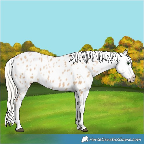 Horse Color:Silver Grullo Pearl Tobiano Near Leopard 