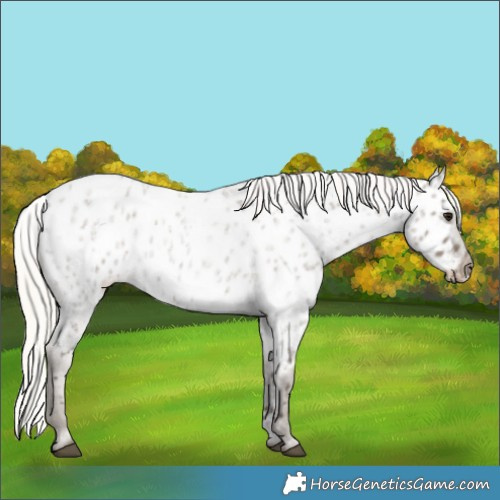 Horse Color:Silver Grullo Roan Near Leopard 