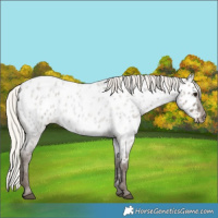 Horse Color:Silver Grullo Roan Appaloosa 