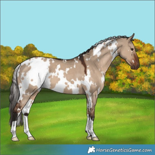 Horse Color:White Spotted Liver Red Dun 