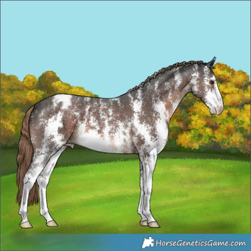Horse Color:Liver Chestnut Sabino Appaloosa 