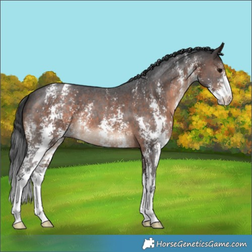 Horse Color:Brown Sabino Appaloosa 