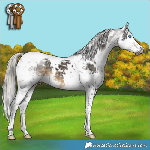Horse Color:Gray White Spotted Silver Smoky Black Splash Tobiano Appaloosa 