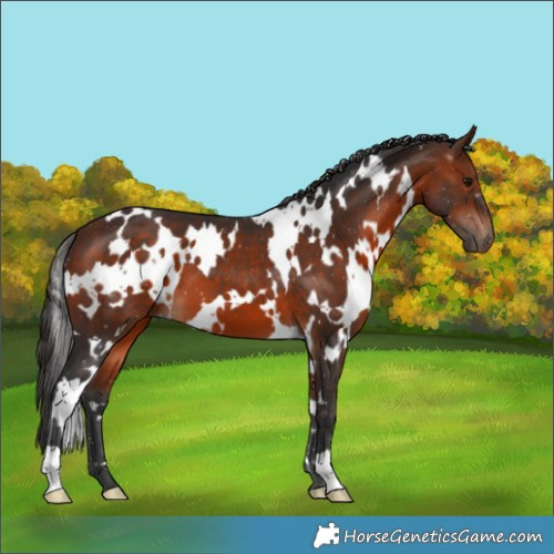 Horse Color:White Spotted Bay 