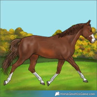 Horse Color:Chestnut 