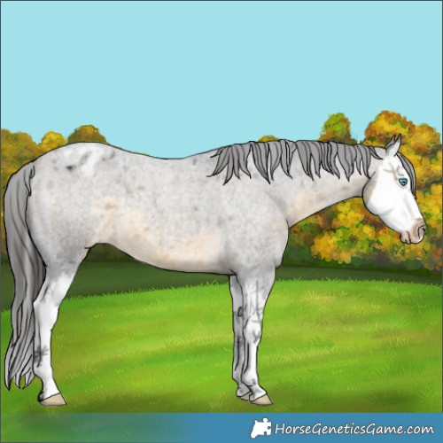 Horse Color:Buckskin Roan Splash Appaloosa 